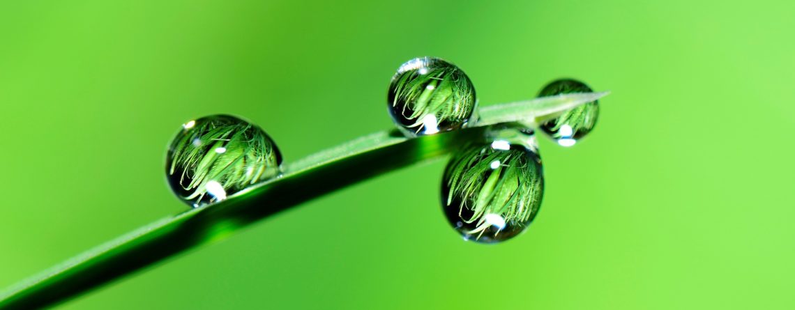 Насколько эффективны внекорневые подкормки?